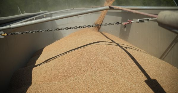 Зерно пшениці