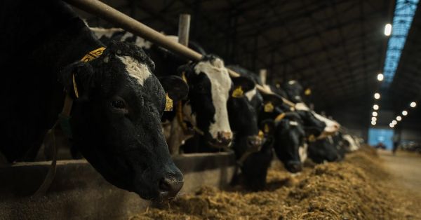 Молочна ферма «Чернігівське Племпідприємство»