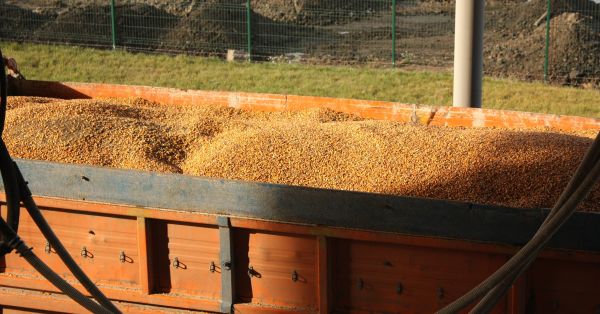 Зерно кукурудзи у вантажівці