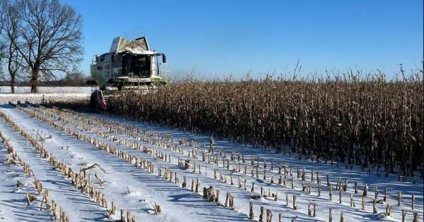 Жнива кукурудзи взимку