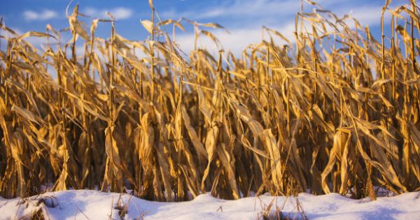 Кукурудза в полі взимку