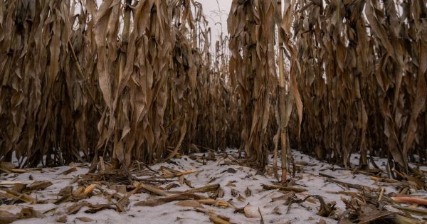 Кукурудза взимку