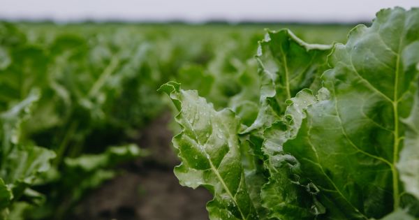 Цукровий буряк