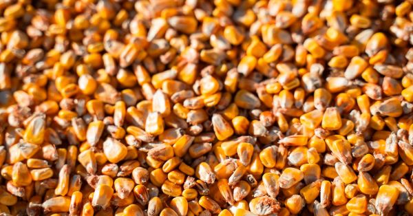 Corn grain