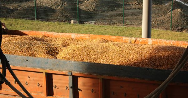 Кукурудза у вантажівці