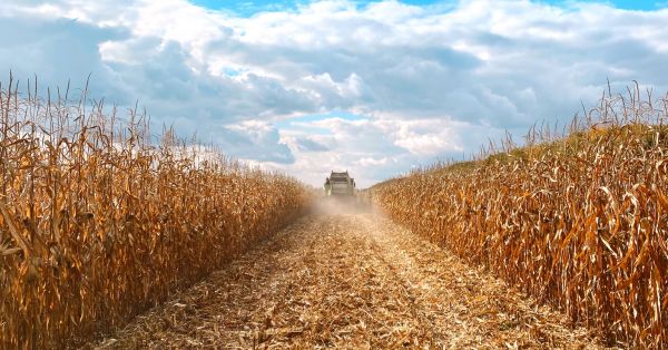 Жнива кукурудзи в ІМК