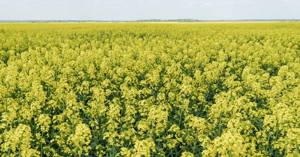 Посіви ріпаку