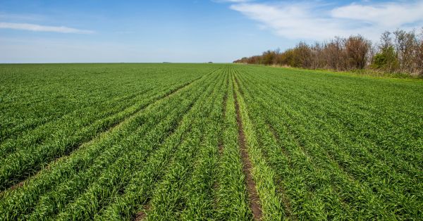 Озимі культури