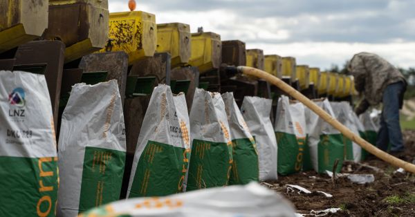 Насіння кукурудзи