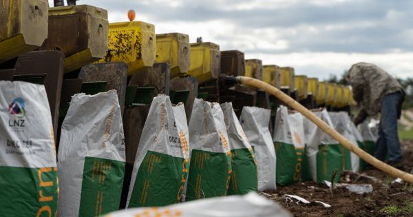 Посівна кукурудзи