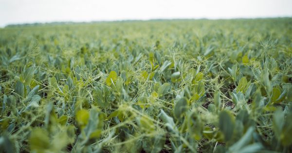 Посіви гороху