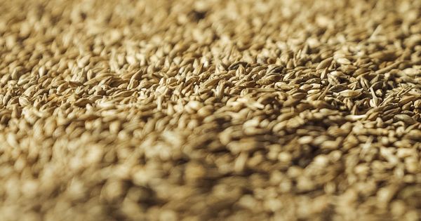 Зерно ячменю