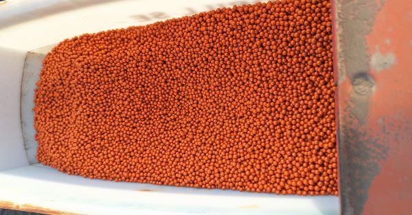 Насіння цукрового буряка