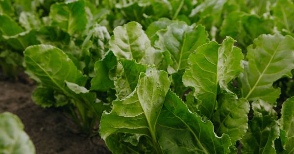 Sugar beet field in Ukraine