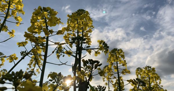 Ріпак