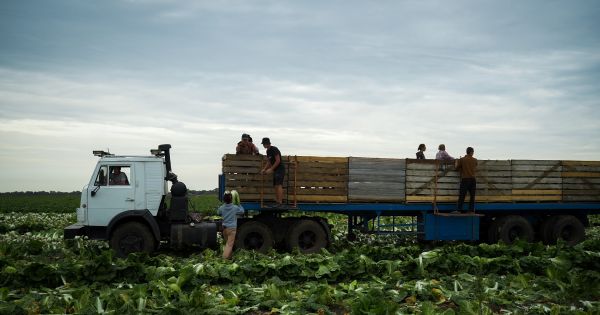 Збирання овочів