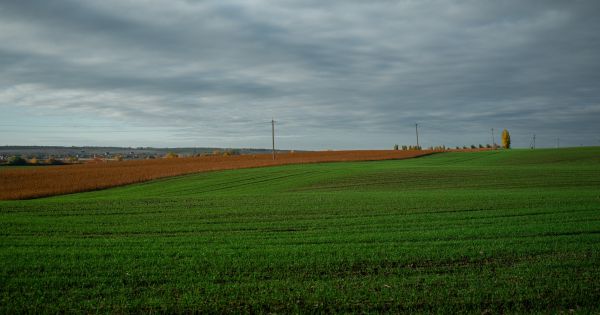 Озима пшениця