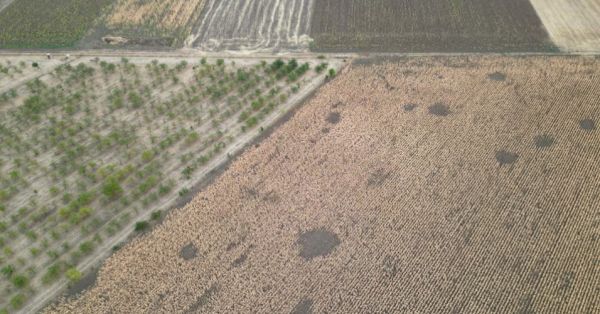 На знімку, зробленому з дрона, видно зібране поле поруч із полем кукурудзи, що постраждало від посухи, у місті Хайдусобосло, Угорщина, 26 серпня 2026 року