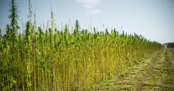Технічні коноплі
