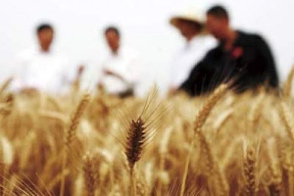 Черниговская область будет сотрудничать с Китаем в области сельского хозяйства 
