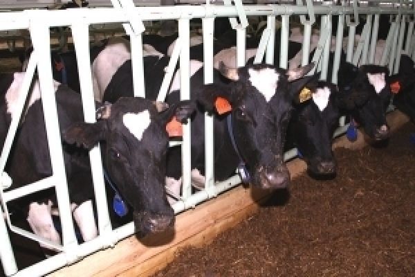 Сварог Вест Групп намерена нарастить производство молока на 25% 