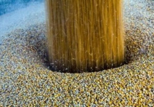 Международный зерновой совет повысил прогноз экспорта украинской кукурузы