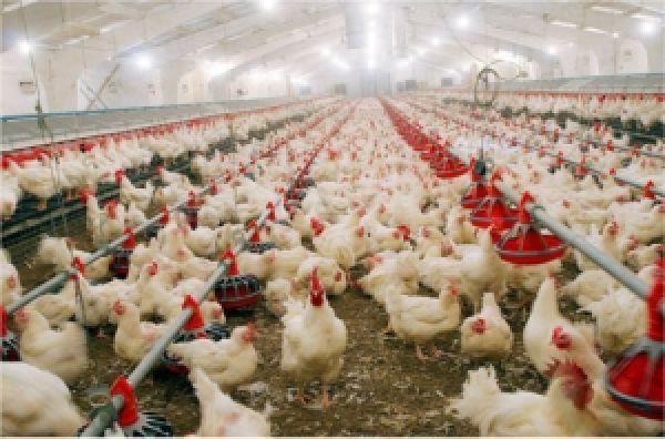 Владимир-Волынская птицефабрика намерена наращивать собственные мощности в 2013 году
