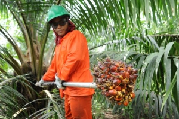 Пальмовое масло — деньги, которые растут на деревьях