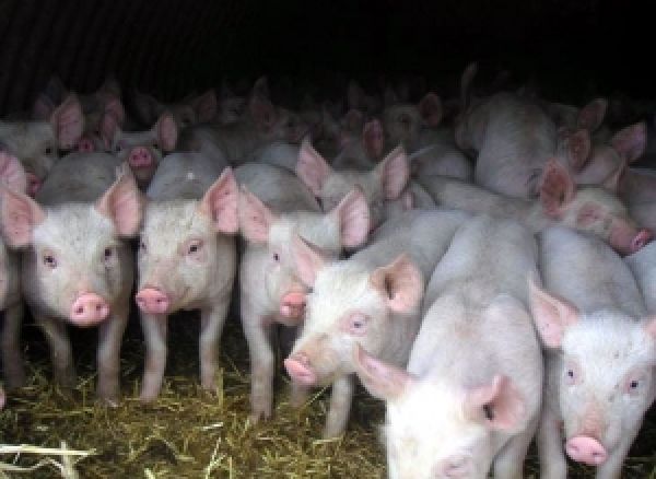 Компания Галичина-Запад намерена увеличить поголовье свиней в 2,4 раза