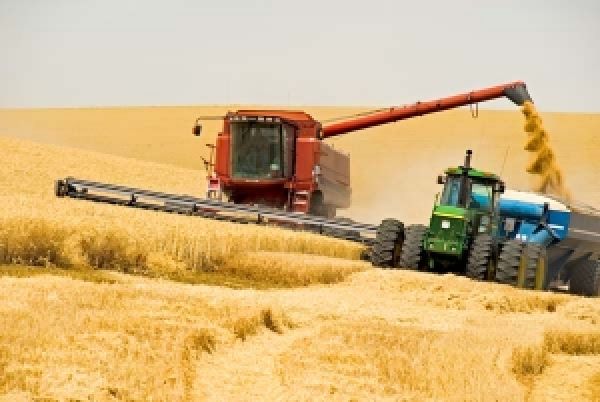 В Украине порядка 20% зерна теряется при уборке