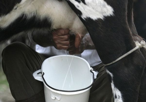 Укрмолпром прогнозирует подорожание молока на 17-20%