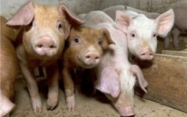 Агрокомбинат Слобожанский увеличит поголовье свиней до 7,5 тыс.