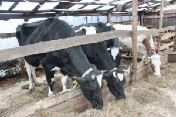 Амарант увеличит молочное стадо до 2,5 тыс. голов