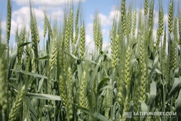 Украина экспортировала 120 тыс. т зерна