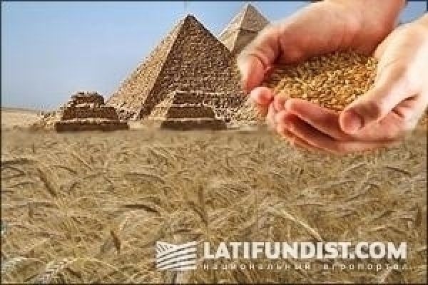Ситуация в Египте не повлияет на закупку страной зерновых — трейдеры