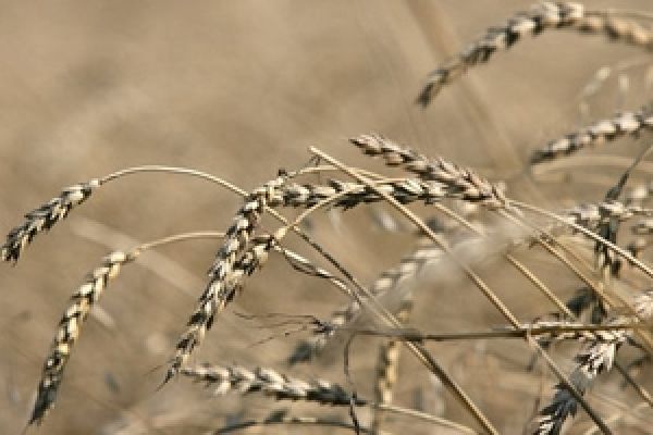 Рекордный экспорт зерновых может быть сорван — эксперты
