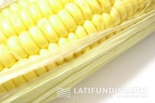 Если не удешевить логистику, производтсво кукурузы будет убыточным — УКАБ