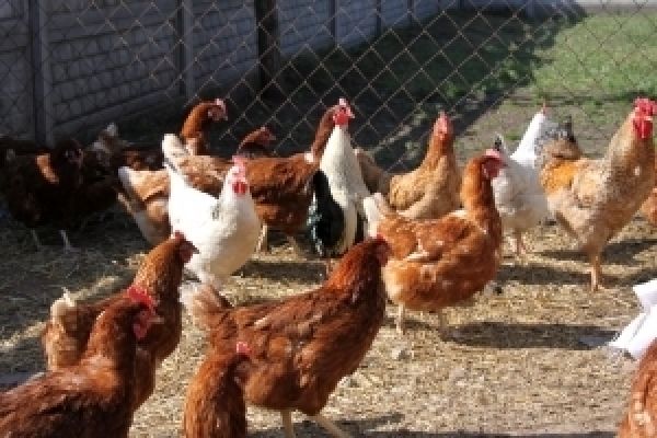 Птицекомбинат Бершадский увеличил объемы производства на 20%