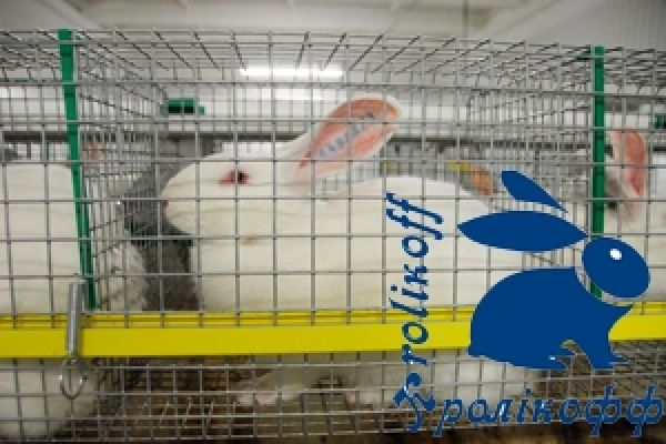 Кроликофф взял кредит на 16 млн грн