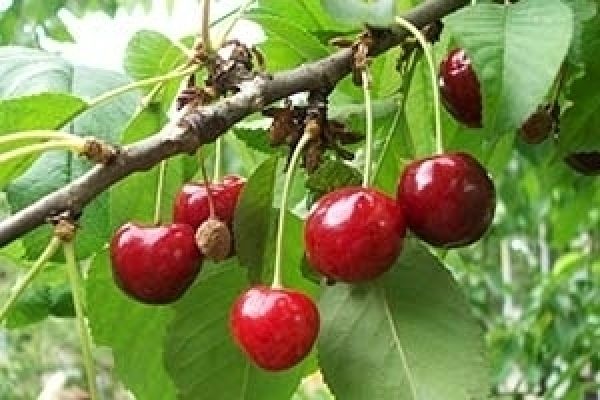 В Украине негде хранить рекордный урожай фруктов