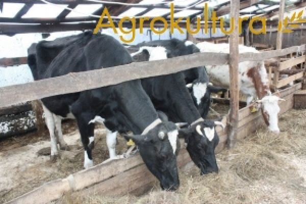 Шведская Agrokultura: перспективы для скотоводства благоприятные