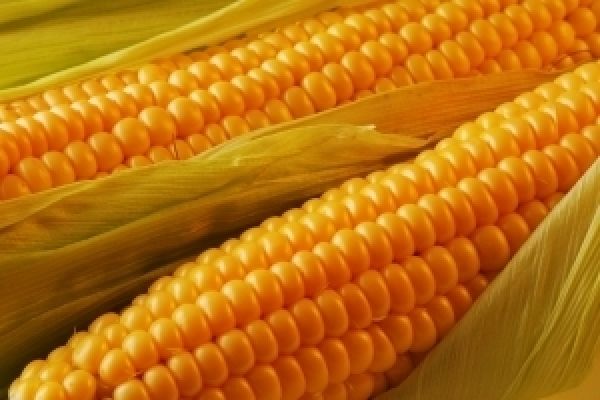 Во Франции будут выращивать ГМ-кукурузу