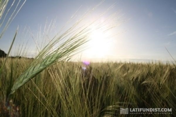 Байер будет продавать украинским аграриям семенную пшеницу — руководитель бизнес-направления