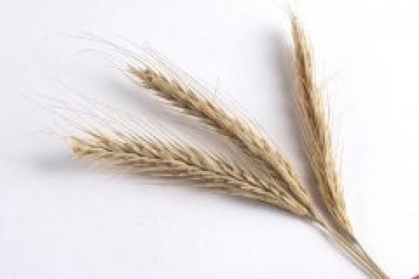 Соглашение о создании причерноморского зернового пула может быть подписано в октябре