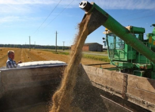 Основные источники повышения урожайности зерновых культур в Украине — качественные семена и современные агротехнологии