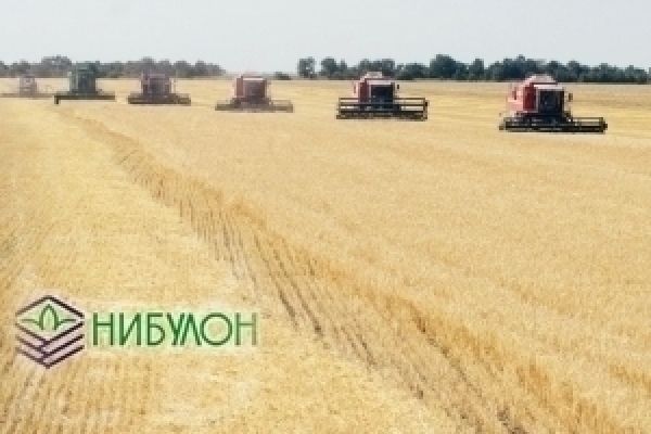 Нибулон собрал почти 100 тыс. т озимой пшеницы