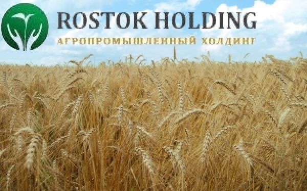 95% намолоченной группой РОСТОК-ХОЛДИНГ пшеницы — высшего сорта