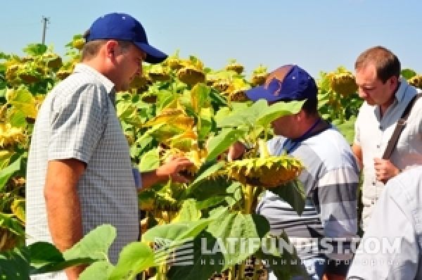 Украинским аграриям презентуют гибриды подсолнечника урожайностью более 4 т/га