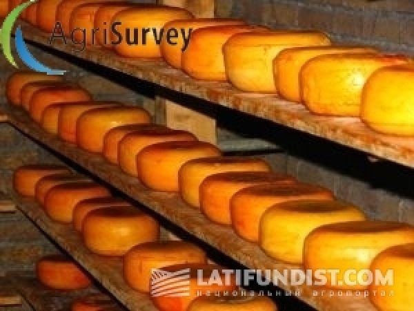 Определен главный фактор выбора сыров потребителями — исследование