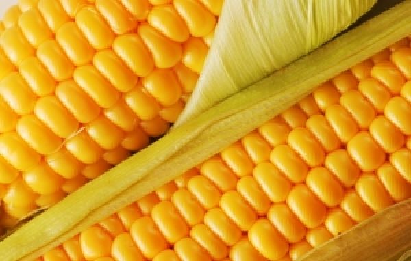 Бразилия соберет 81,3 млн т кукурузы